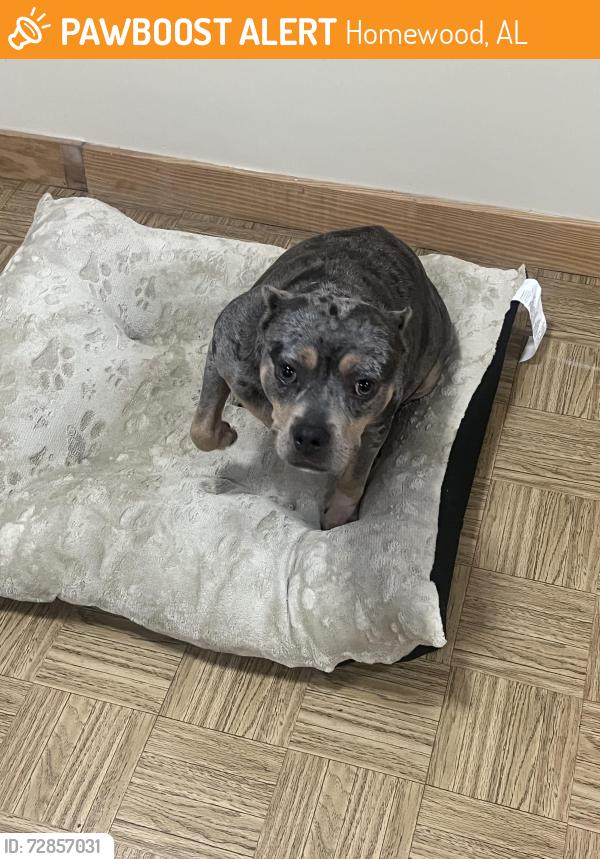 Found/Stray Female Dog last seen Lakeshore pkwy and London pkwy , Homewood, AL 35230