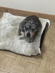 Found/Stray Female Dog last seen Lakeshore pkwy and London pkwy , Homewood, AL 35230