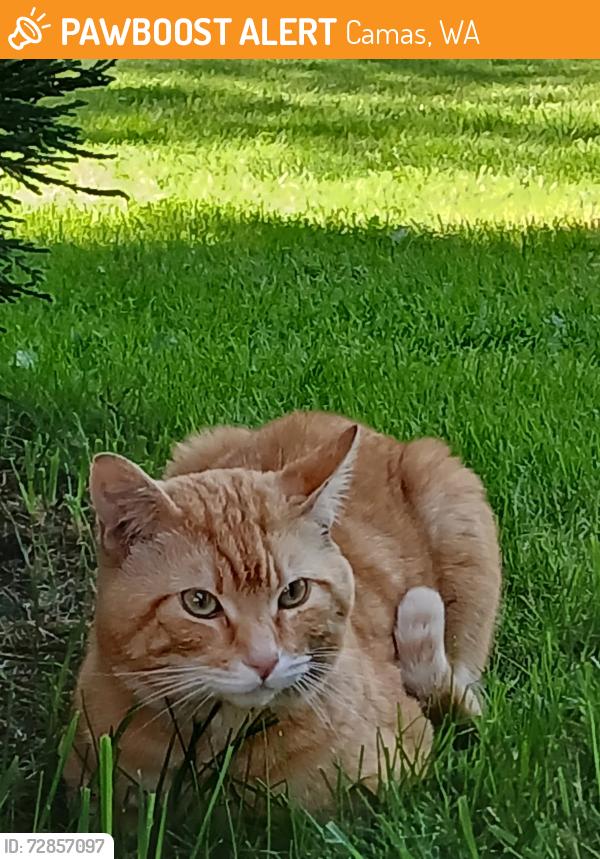 Found/Stray Male Cat last seen 13th Street and Goodwin Road, Camas, WA 98607