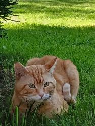 Found/Stray Male Cat last seen 13th Street and Goodwin Road, Camas, WA 98607