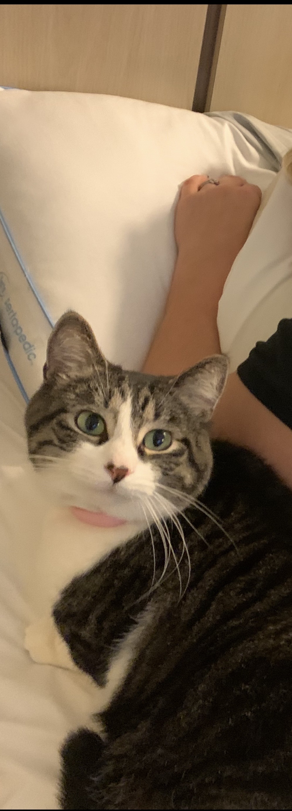 Lost Female Cat last seen Convoy OH, her  is Greenville OH, Tully Township, OH 45832