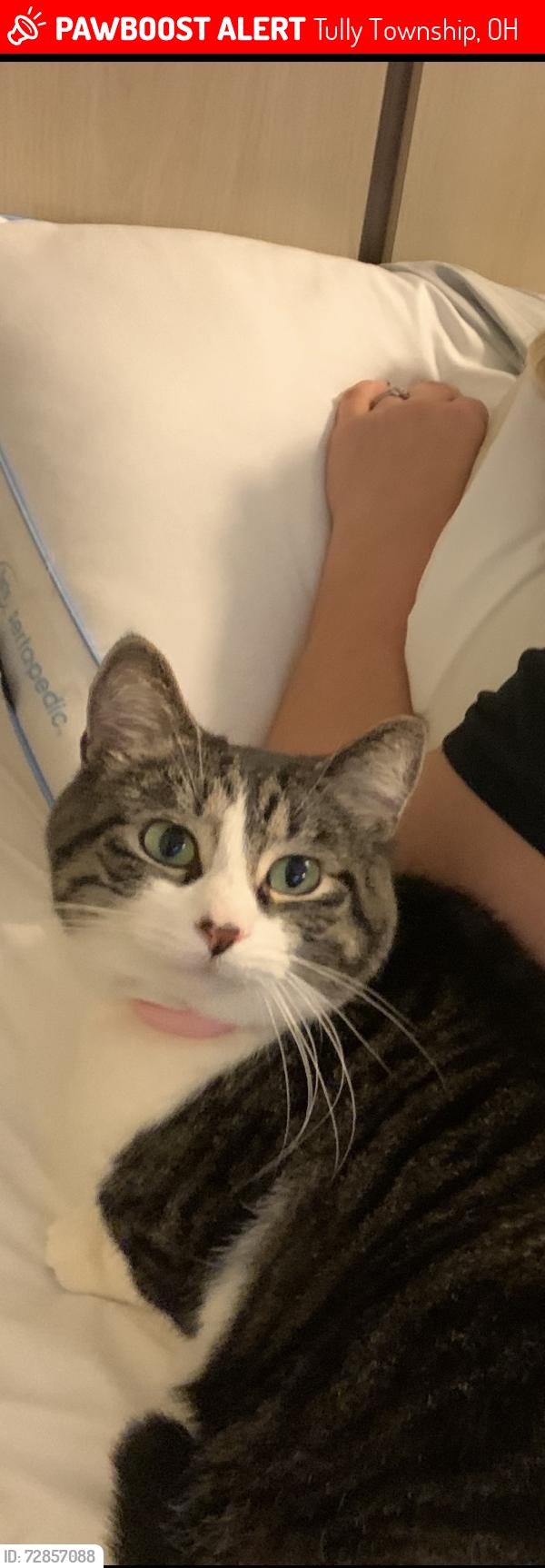 Lost Female Cat last seen Convoy OH, her  is Greenville OH, Tully Township, OH 45832