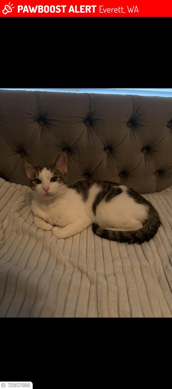 Lost Female Cat last seen 8th Ave W ran towards 124th ST SW, Everett, WA 98204