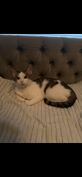 Lost Female Cat last seen 8th Ave W ran towards 124th ST SW, Everett, WA 98204