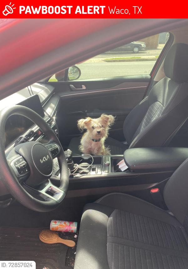 Lost Female Dog last seen Near Summer Ave Waco, tx, Waco, TX 76708
