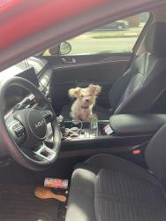 Lost Female Dog last seen Near Summer Ave Waco, tx, Waco, TX 76708