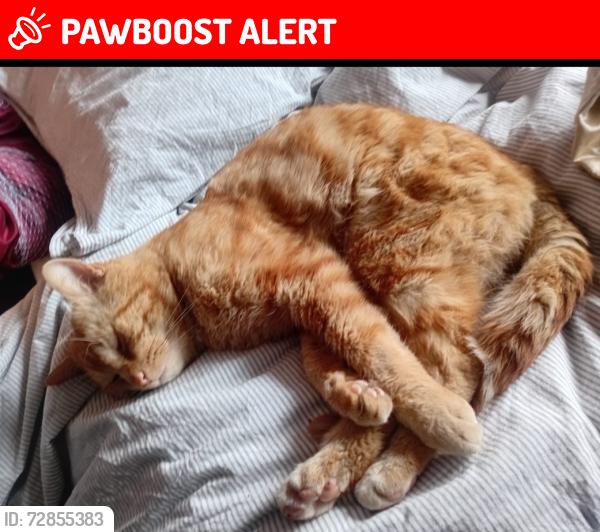 Lost Male Cat last seen Small park on Belleview road., Easton, England BS5 6BT