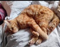 Lost Male Cat last seen Small park on Belleview road., Easton, England BS5 6BT