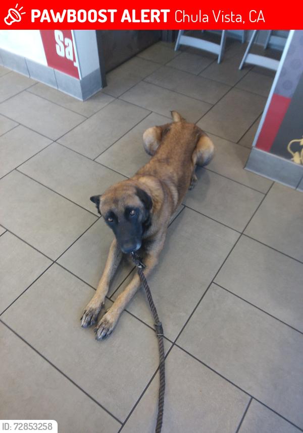 Lost Male Dog last seen DMV on 4th and 54 fwy, Chula Vista, CA 91911