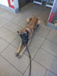 Lost Male Dog last seen DMV on 4th and 54 fwy, Chula Vista, CA 91911
