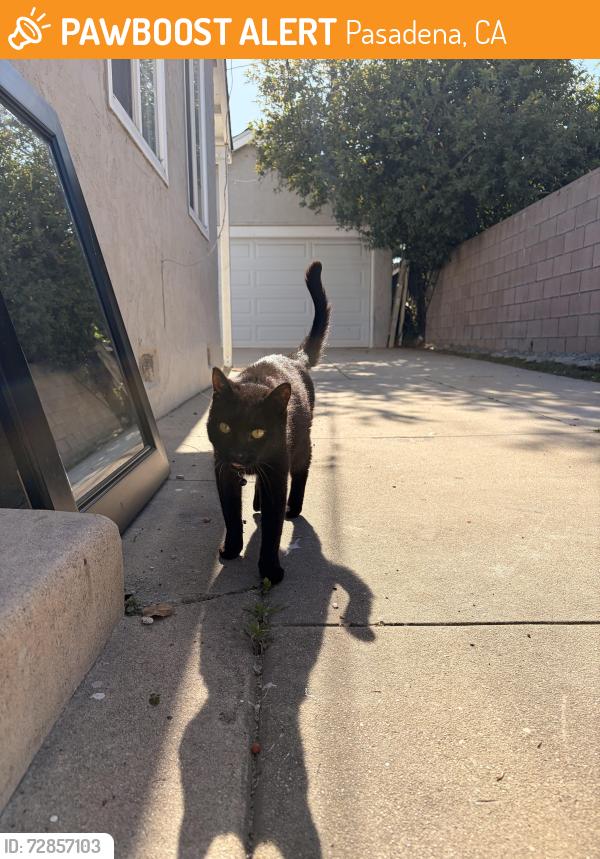 Found/Stray Unknown Cat last seen Sierra Madre and Villa, Pasadena, CA 91107