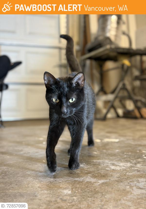 Found/Stray Female Cat last seen Leroy Memorial Community Park, Vancouver, WA 98684