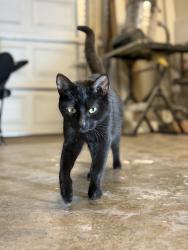 Found/Stray Female Cat last seen Leroy Memorial Community Park, Vancouver, WA 98684