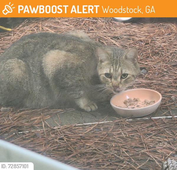 Found/Stray Unknown Cat last seen Kingsgate, Woodstock, GA 30188
