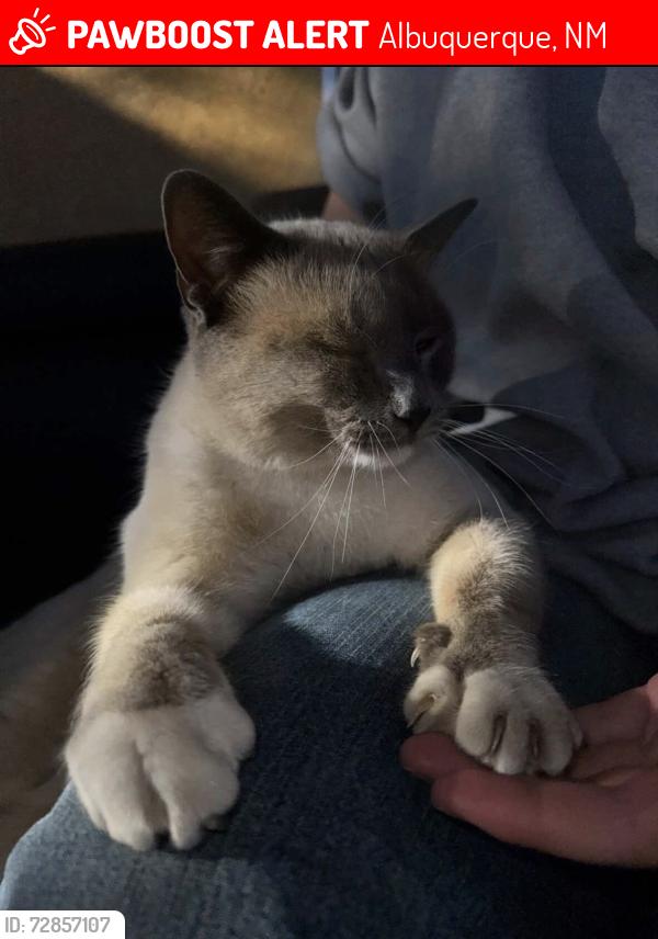 Lost Male Cat last seen Montgomery and Bermuda/juan tabo, Albuquerque, NM 87111