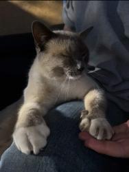 Lost Male Cat last seen Montgomery and Bermuda/juan tabo, Albuquerque, NM 87111