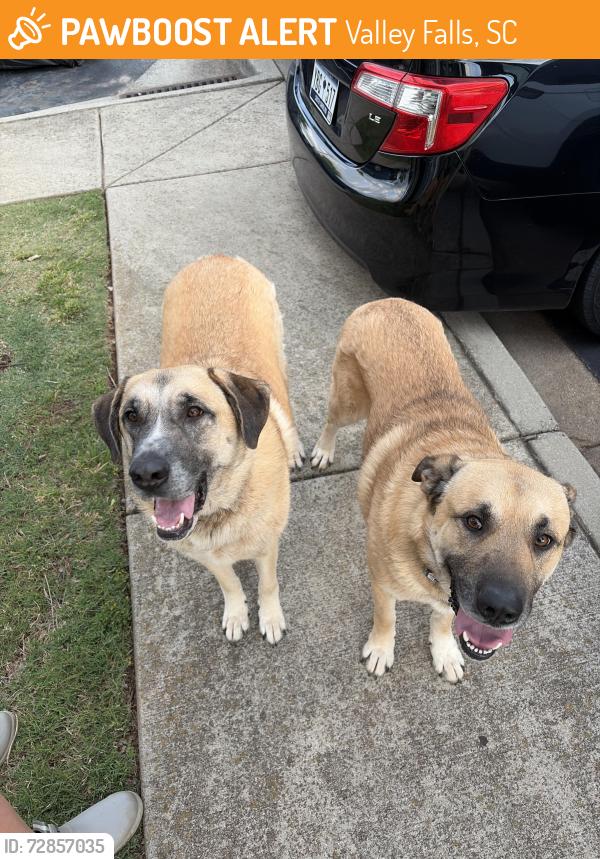 Found/Stray Male Dog last seen Valley falls apmts, Valley Falls, SC 29303