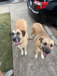 Found/Stray Male Dog last seen Valley falls apmts, Valley Falls, SC 29303