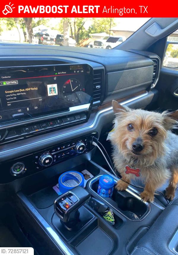 Lost Male Dog last seen near the texas rangers globe field, Arlington, TX 76010