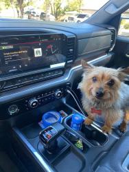 Lost Male Dog last seen near the texas rangers globe field, Arlington, TX 76010