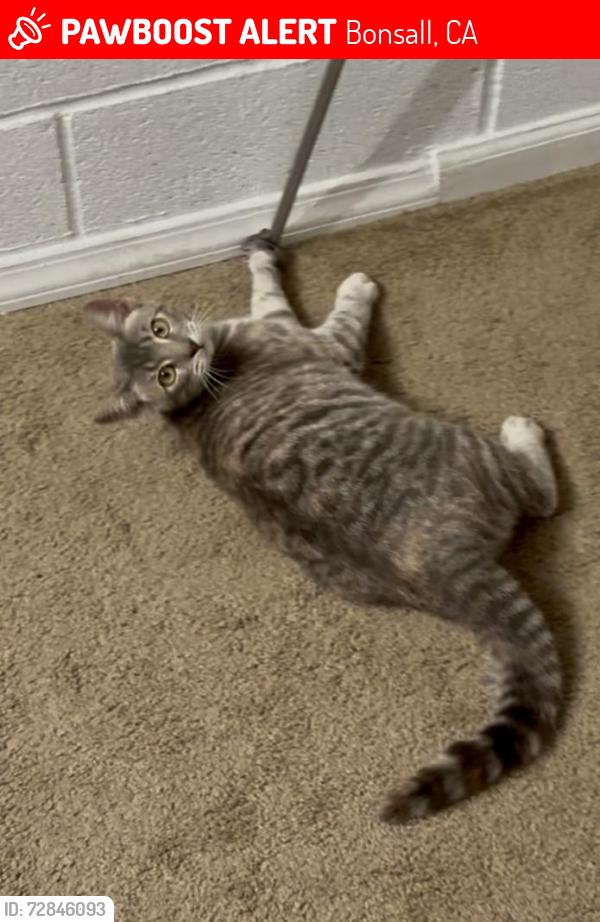 Lost Female Cat last seen Mountain View rd, Bonsall, CA 92003