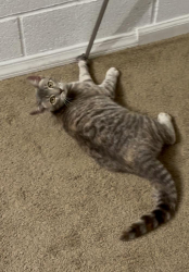 Lost Female Cat last seen Mountain View rd, Bonsall, CA 92003