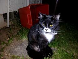 Found/Stray Unknown Cat last seen Se 53rd ave near rocket, Hillsboro, OR 97123