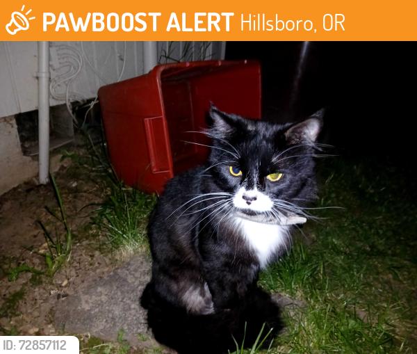 Found/Stray Unknown Cat last seen Se 53rd ave near rocket, Hillsboro, OR 97123