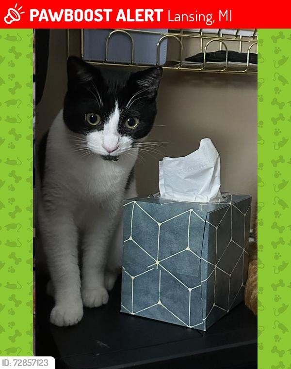 Lost Female Cat last seen Loraine and Marion , Lansing, MI 48910