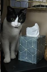 Lost Female Cat last seen Loraine and Marion , Lansing, MI 48910