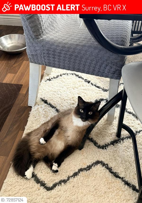 Lost Male Cat last seen Near 150th street , Surrey, BC V3R 6X2