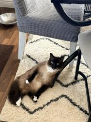 Lost Male Cat last seen Near 150th street , Surrey, BC V3R 6X2