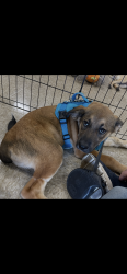 Reunited Male Dog last seen Shady mountain , San Antonio, TX 78254