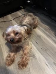 Lost Male Dog last seen Near east burnside , Portland, OR 97233