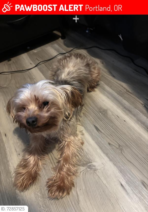 Lost Male Dog last seen Near east burnside , Portland, OR 97233