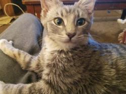 Lost Female Cat last seen Flamingo and Mountain Vista , Las Vegas, NV 89121