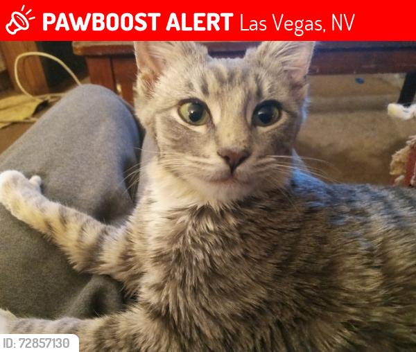 Lost Female Cat last seen Flamingo and Mountain Vista , Las Vegas, NV 89121