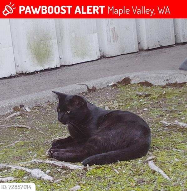 Lost Male Cat last seen SE 261st Pl, Maple Valley, WA, USA, Maple Valley, WA 98038