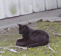 Lost Male Cat last seen SE 261st Pl, Maple Valley, WA, USA, Maple Valley, WA 98038