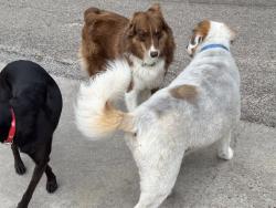 Lost Male Dog last seen In Forest? , Montgomery, TX 77316