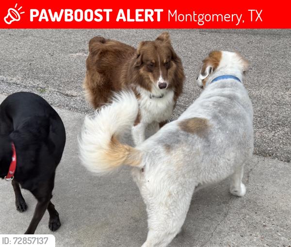 Lost Male Dog last seen In Forest? , Montgomery, TX 77316