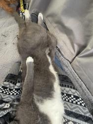 Found/Stray Unknown Cat last seen Bradshaw Garden, Knoxville, TN 37912