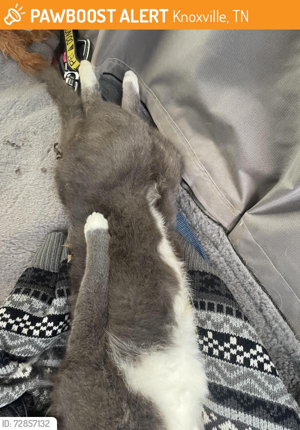 Found/Stray Unknown Cat last seen Bradshaw Garden, Knoxville, TN 37912