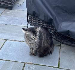 Found/Stray Unknown Cat last seen Tylersville Road, West Chester Township, OH 45069