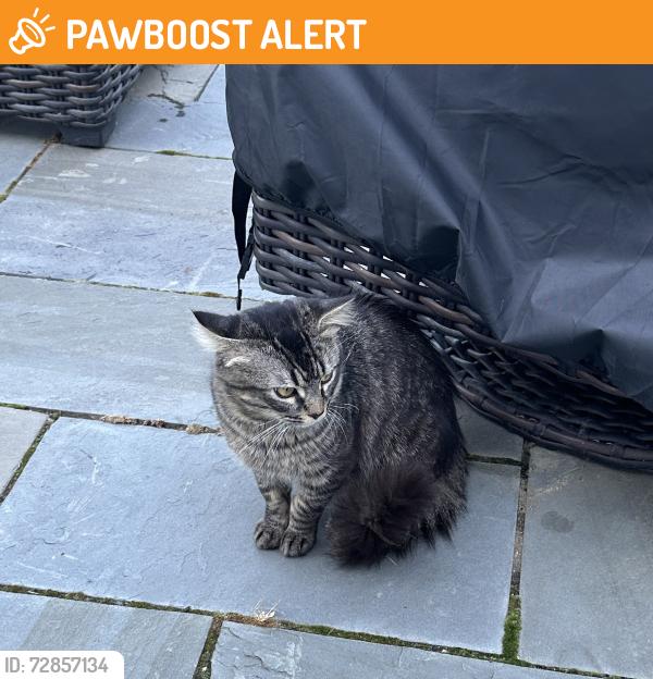 Found/Stray Unknown Cat last seen Tylersville Road, West Chester Township, OH 45069