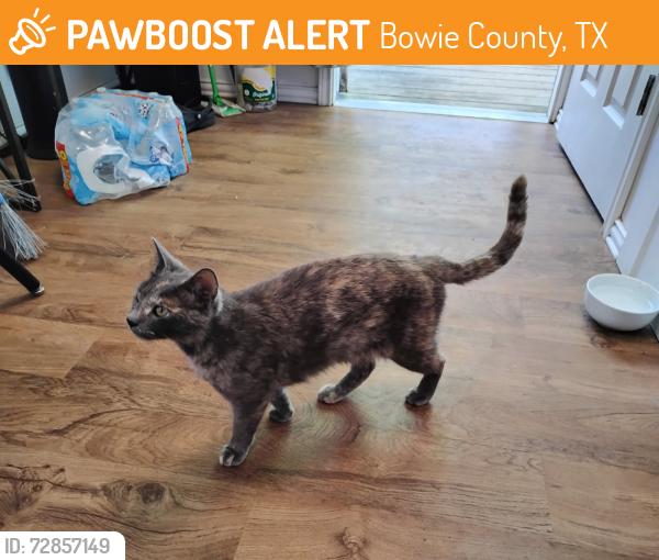 Rehomed Female Cat last seen Fm 1701, Bowie County, TX 75559