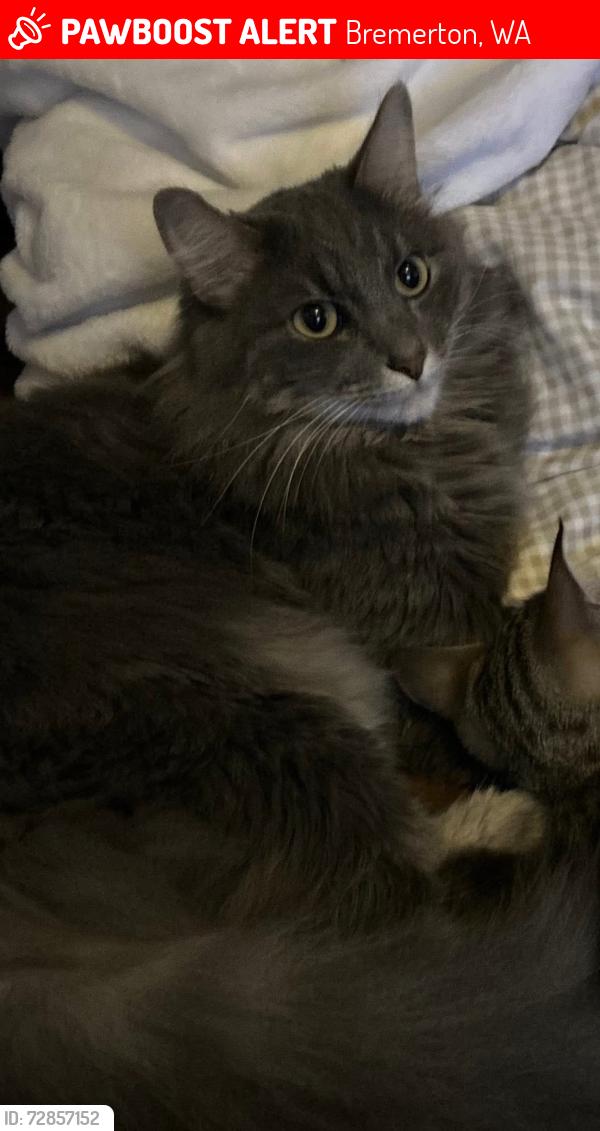 Lost Male Cat last seen Near Deerhorn trail nw, Bremerton, WA 98312