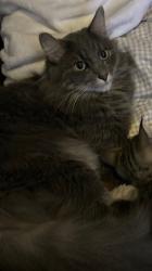 Lost Male Cat last seen Near Deerhorn trail nw, Bremerton, WA 98312
