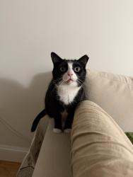 Reunited Male Cat last seen Near W Springfield st Boston, Boston, MA 02118
