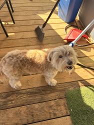Reunited Female Dog last seen commercial , San Antonio, TX 78221